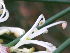 Hakea decurrens
