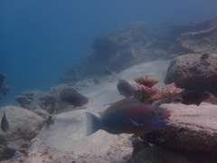 Chlorurus perspicillatus