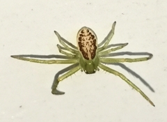 Diaea dorsata
