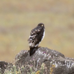 Buteo augur