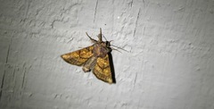 Papaipema impecuniosa