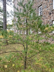 Pinus strobus