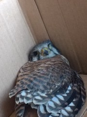 Falco sparverius