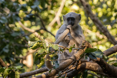 Semnopithecus schistaceus