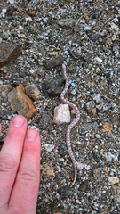 Phyllorhynchus decurtatus