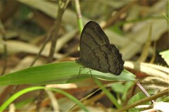 Paryphthimoides grimon