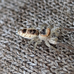 Hentzia