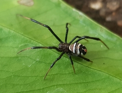 Latrodectus