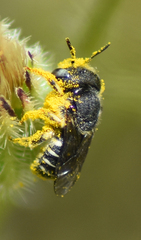 Afranthidium schulthessii