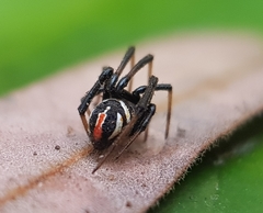 Latrodectus