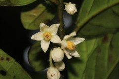 Solanum deflexiflorum