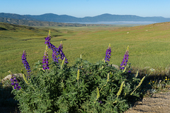 Lupinus arizonicus