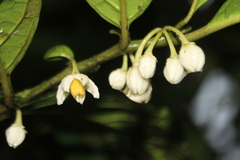 Solanum deflexiflorum