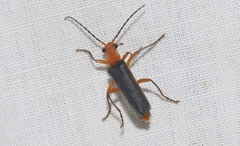 Podabrus pruinosus diversipes
