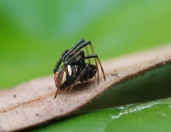 Latrodectus
