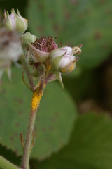 Phragmidium violaceum