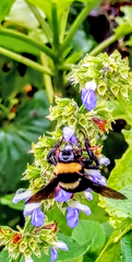 Bombus medius