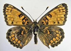 Melitaea phoebe