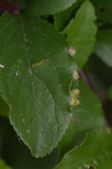 Eriophyes similis