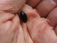 Agabinae