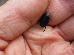 Agabinae