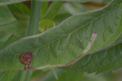 Mompha raschkiella