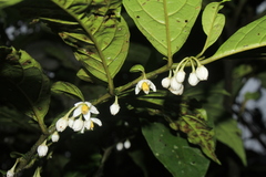 Solanum deflexiflorum
