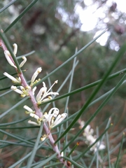 Hakea decurrens