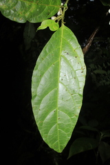 Solanum deflexiflorum