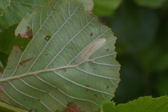 Phyllonorycter rajella
