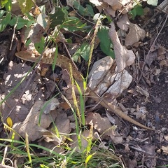 Gerrhonotus liocephalus