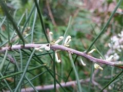 Hakea decurrens