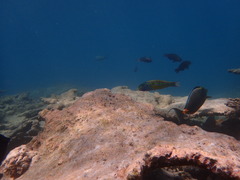 Thalassoma quinquevittatum