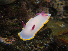 Felimida purpurea