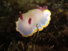 Felimida purpurea