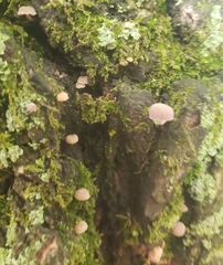 Mycena corticola