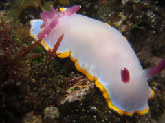 Felimida purpurea