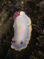 Felimida purpurea