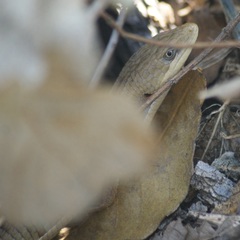 Gerrhonotus liocephalus