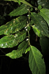 Solanum deflexiflorum