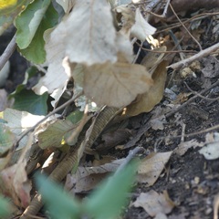 Gerrhonotus liocephalus