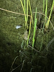 Hyperolius marmoratus