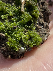 Notothylas orbicularis