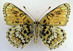Melitaea phoebe