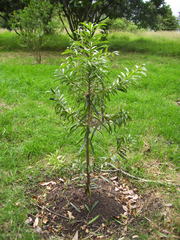 Podocarpus oleifolius