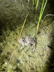 Tomopterna delalandii