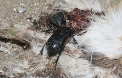 Nicrophorus guttula
