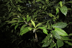 Solanum deflexiflorum