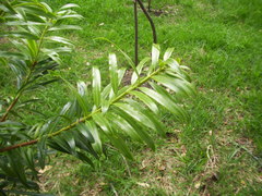 Podocarpus oleifolius