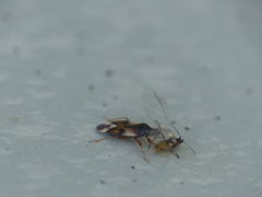 Anthocoris nemorum